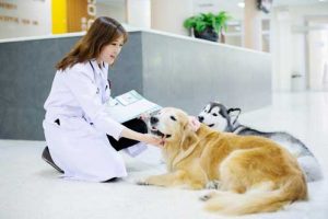 About Our Veterinary Hospital | Downtown Animal Clinic